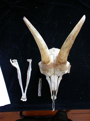 Media type: image;   Mammalogy 17392